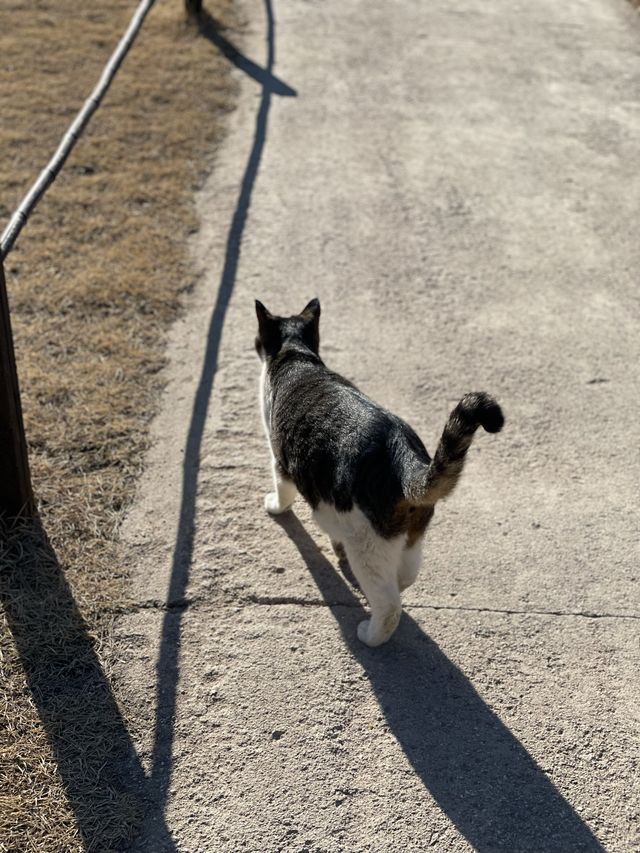 [낙산사] 소원을 말해봐🐈
