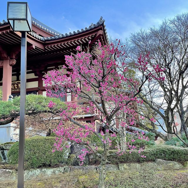 増上寺の河津桜