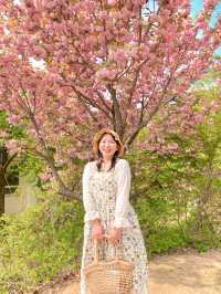 [겹벚꽃 명소] 이번주에 만개 100% 🌸 보라매공원 다녀온 후기 :)