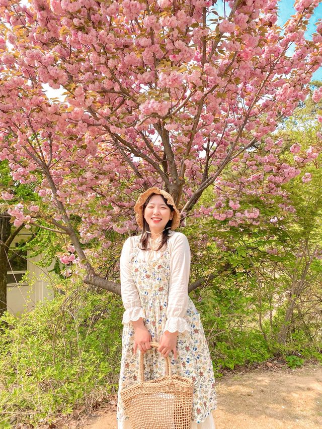 [겹벚꽃 명소] 이번주에 만개 100% 🌸 보라매공원 다녀온 후기 :)