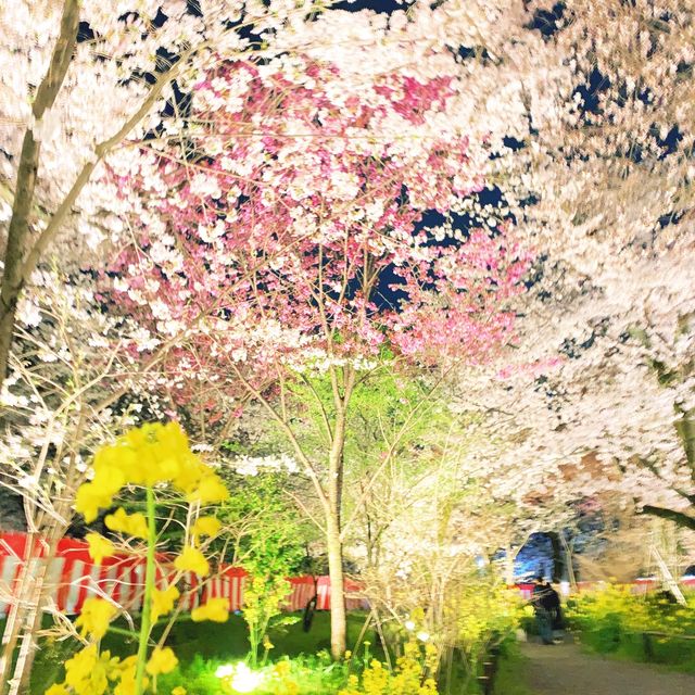 【京都】京都らしらを感じる桜の名所🌸