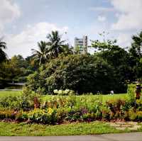 The Singapore Botanic Gardens