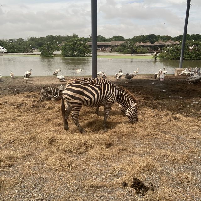 泰國曼谷Safari World 野生動物園世界