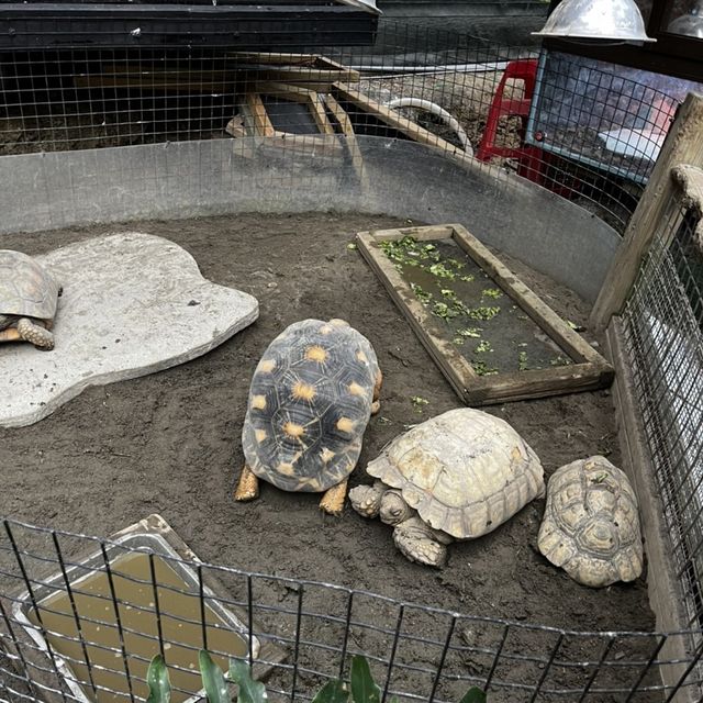新竹綠世界 又跑又跳 超近距離看動物 小孩放風好地方