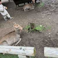日本奈良公園｜真的好多🦌鹿，一旁的烤地瓜攤販很好吃😍