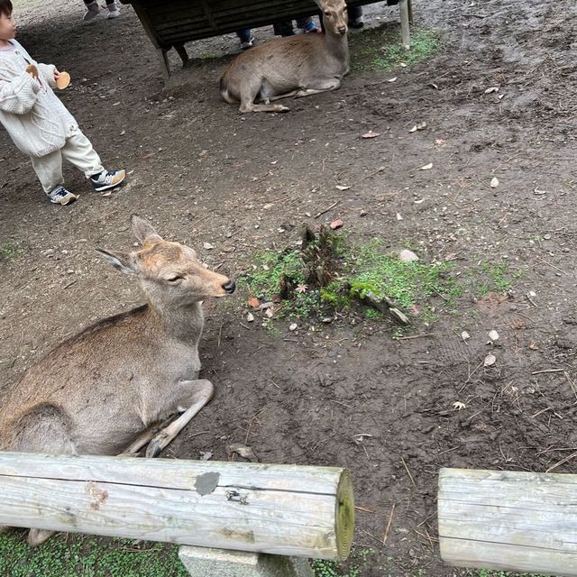 日本奈良公園｜真的好多🦌鹿，一旁的烤地瓜攤販很好吃😍