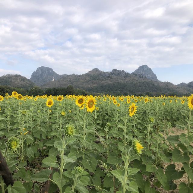 ✨ดอกทานตะวันบานที่ลพบุรี.🌻