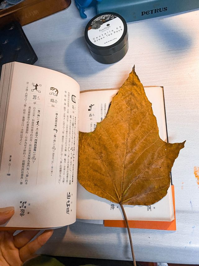 美孚也能賞楓葉🍁 非一般嘅親子活動✨