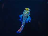 Aquaria Phuket พิพิธภัณฑ์สัตว์น้ำที่ใหญ่ที่สุด