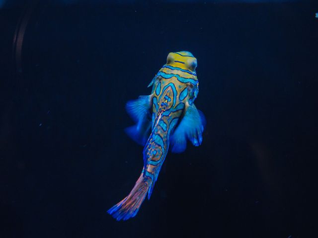 Aquaria Phuket พิพิธภัณฑ์สัตว์น้ำที่ใหญ่ที่สุด