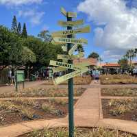 pineapples galore at the dole plantation