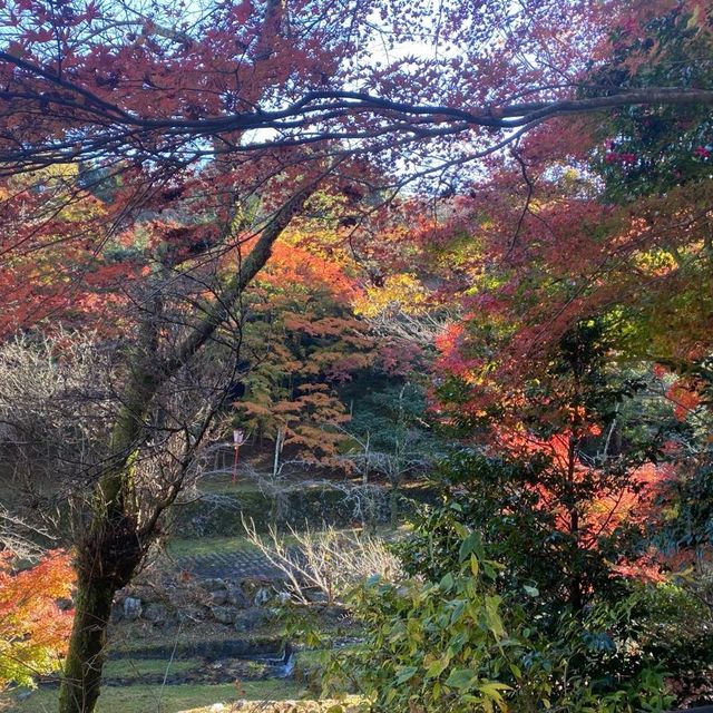 日本養老公園絕美賞楓景點
