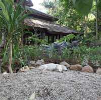 Temple on the mountain built into nature 