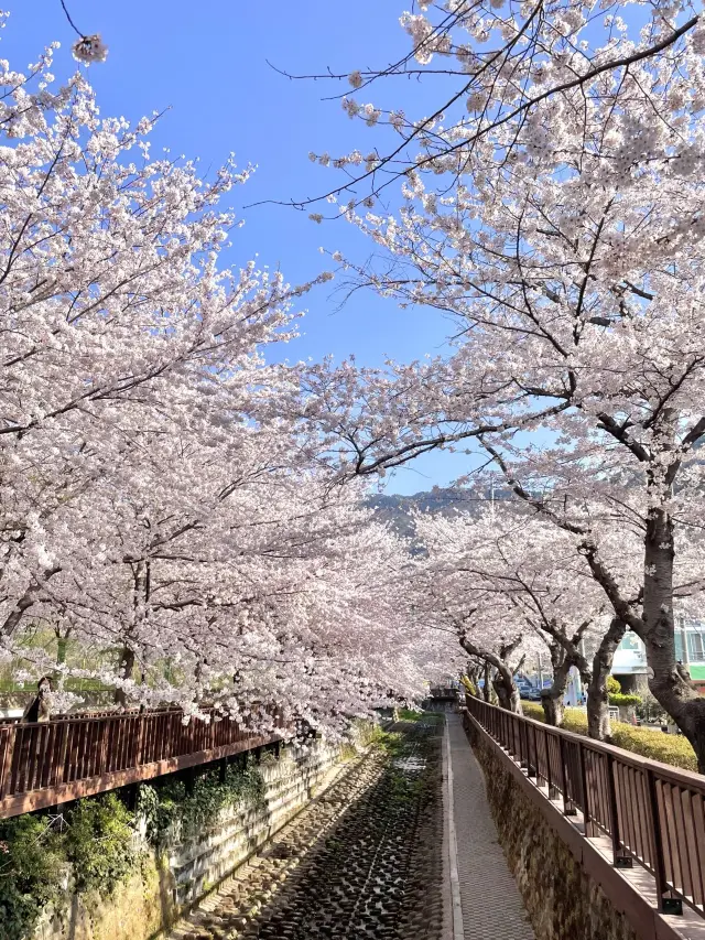 진해 벚꽃 명소 :: 여좌천🌸🌸🌸