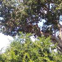 uganda's Tree climbing lions 