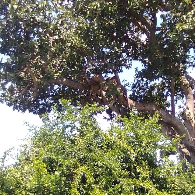 uganda's Tree climbing lions 
