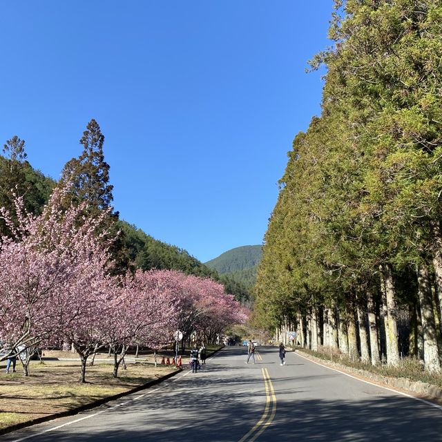 🌸櫻花盛開🌸 少女心大噴發❤️