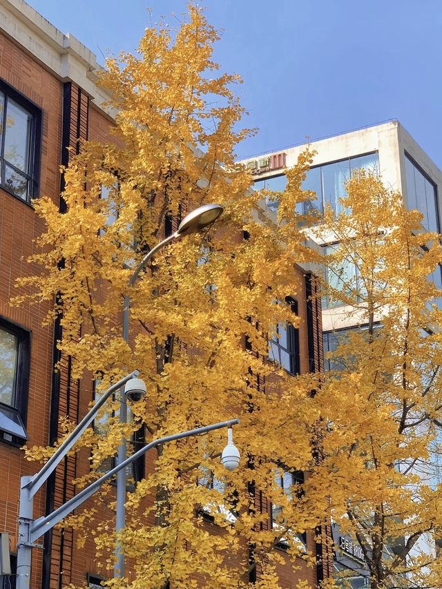 Gingko yellow | Enjoy a ginkgo rain on Shangh