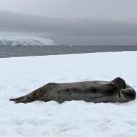 Antarctic Expedition
