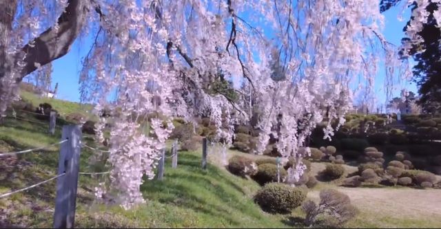 Global off-the-beaten-path destination: Japan's cherry blossom viewing.