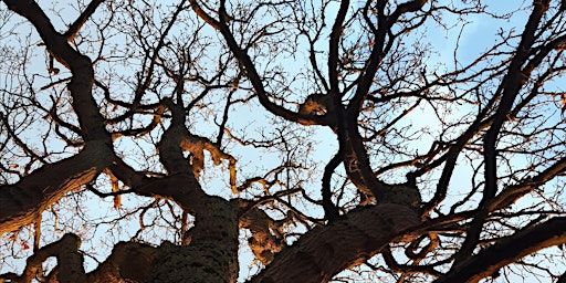 A wander through the trees: observing / listening /drawing | General Office Gallery