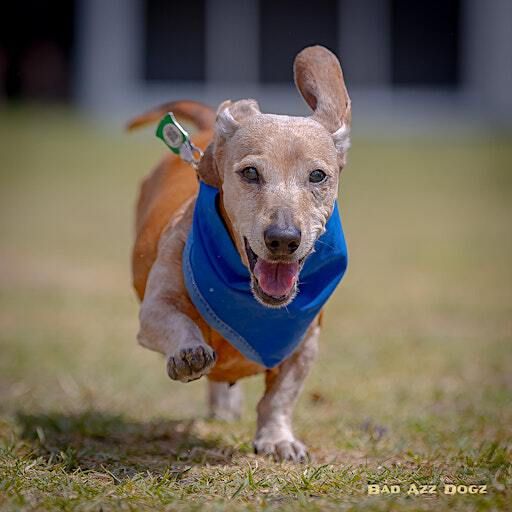 Wiener Dog Race & Wanna-Be Race at Tampa Bay Downs Oktoberfest | Tampa Bay Downs