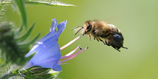Responsible Beginners' Beekeeping | Tyland Barn