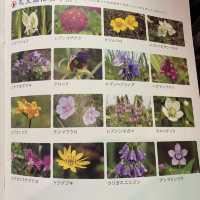 礼文島の花　レブンアツモリソウ