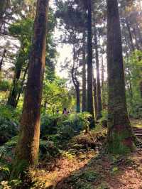 桃園景點東眼山小百岳｜煙霧迷漫充滿仙氣的美景