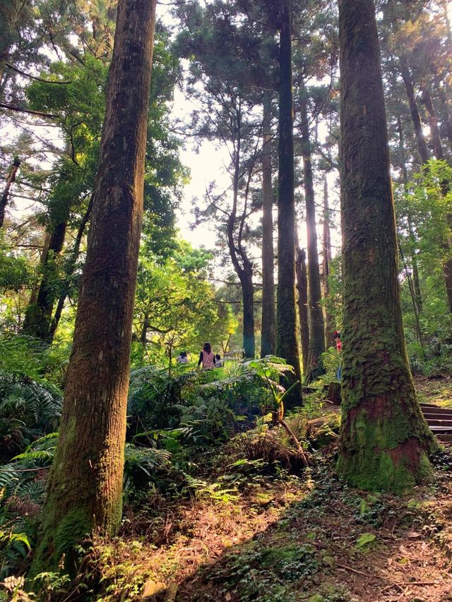 桃園景點東眼山小百岳｜煙霧迷漫充滿仙氣的美景