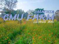 🏵️ ทุ่งดอกคอสมอส CMU FARM 🏵️
