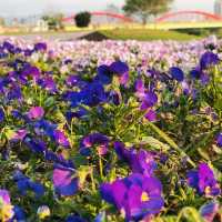 Guting Basketball Courts🚴🏻‍♂️🚴🏻‍♀️古亭河濱公園花海🌸🌼