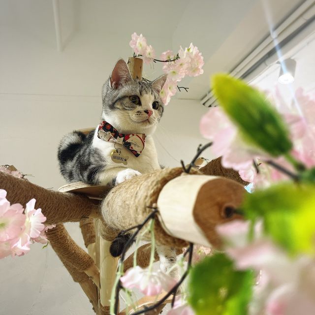 🐱 萌爆喵星人伴你渡過週末