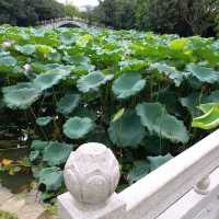 洪湖公園賞荷花🌺