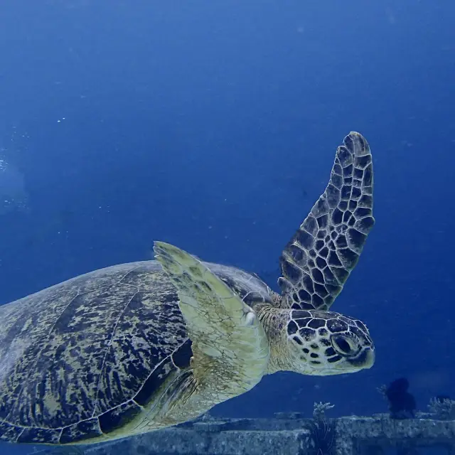 First Discovery Scuba Diving Experience 