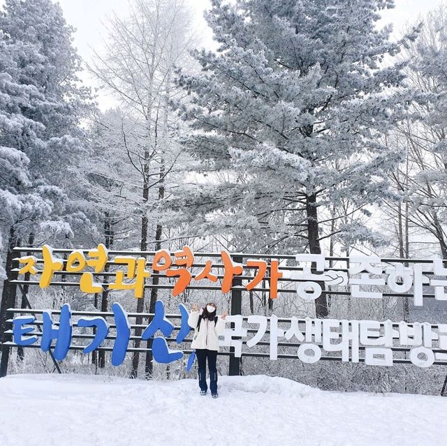 새하얀 눈꽃맛집 "태기산"