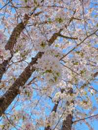 아는 사람들만 간다는 벚꽃 명소 🌸