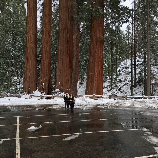 Sequoia, a land of Giants