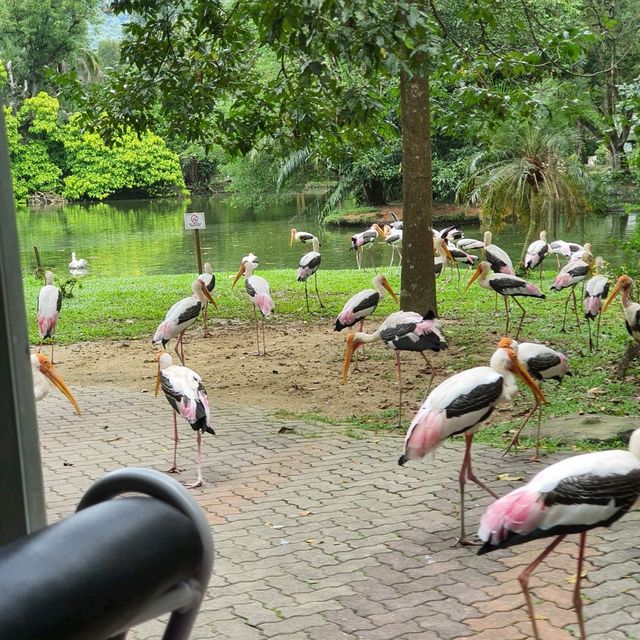 Zoo Negara Malaysia 