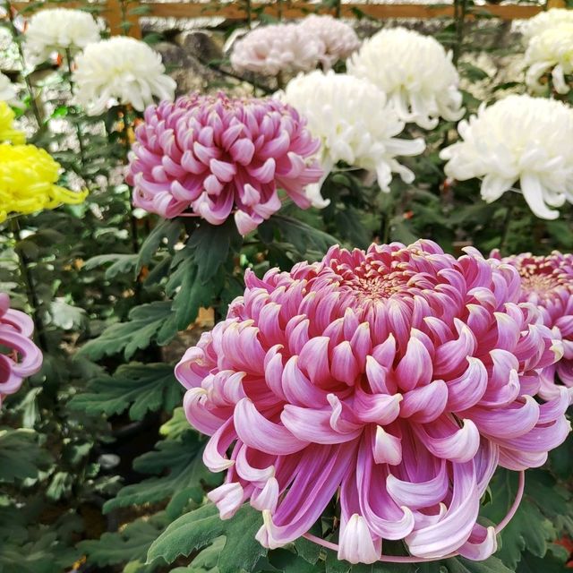 兵庫県！明石の菊花展覧会は素晴らしい