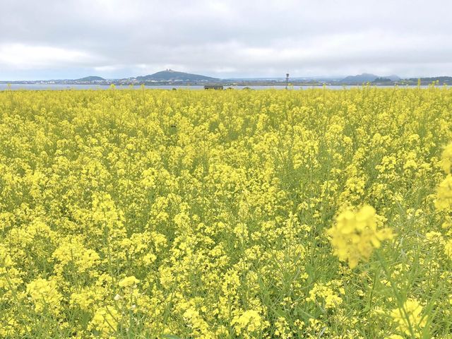 4월 제주 가파도 유채꽃밭에서!🌼