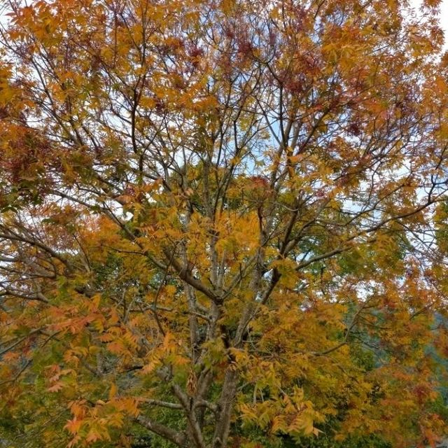錦帯橋紅葉谷公園

