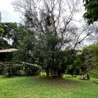 ร้านคาเฟ่ลับๆในป่า บรรยากาศธรรมชาติ