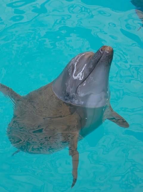  โชว์โลมาภูเก็ต 🐬