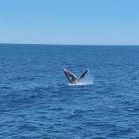 Tangalooma, Moreton Island 