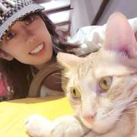 新竹招財咖啡~享受被萌貓包圍😻❤
