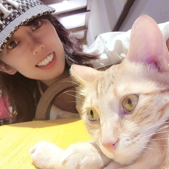 新竹招財咖啡~享受被萌貓包圍😻❤