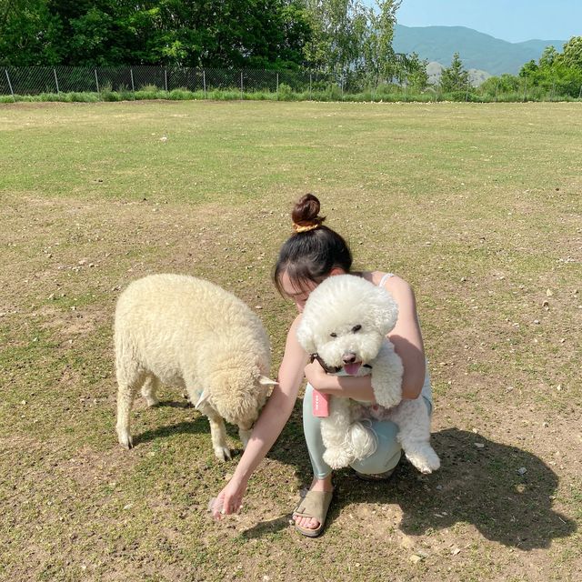 여름에도 겨울에도 가기 좋은 평창의 순수양떼목장