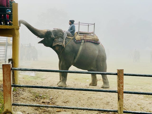 Elephant Safari  in Nepal 🇳🇵