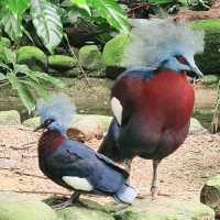 Bird Paradise at Jurong Bird Park